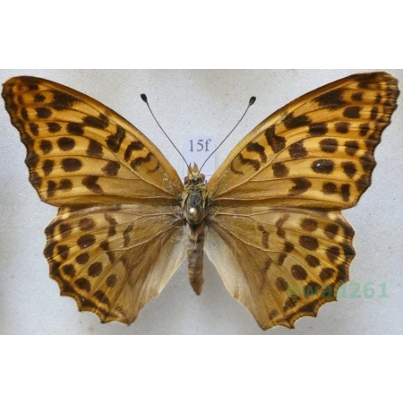 Argynnis paphia (Linnaeus, 1758) female Dostojka malinowiec Czech15f